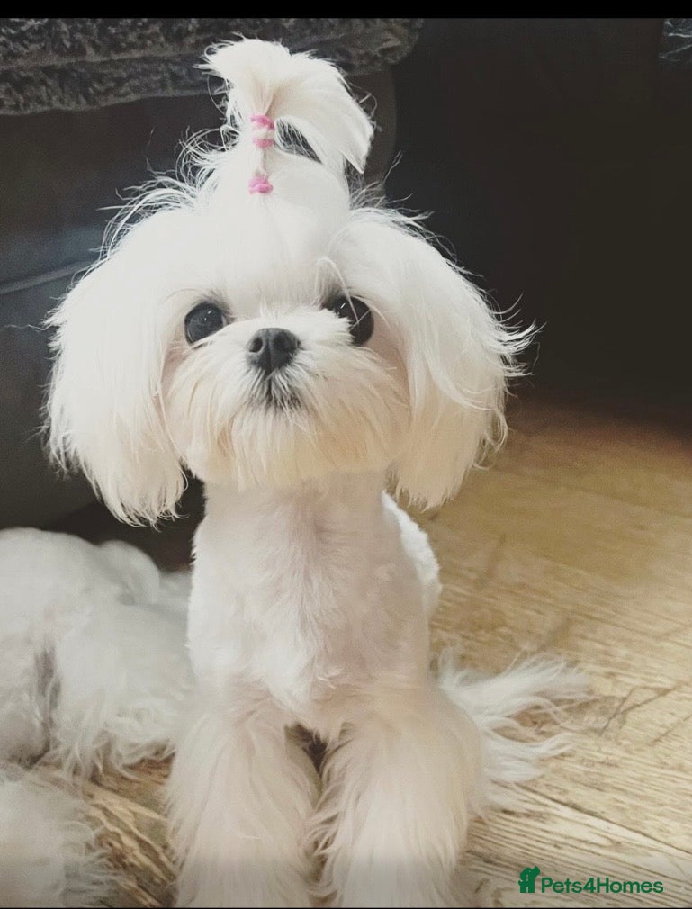 Maltese dogs Bambelina Full Korean Bloodline Maltese - Advert 1