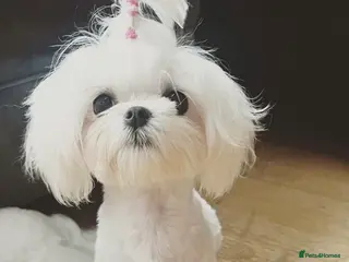 Maltese dogs Bambelina Full Korean Bloodline Maltese - Advert 1