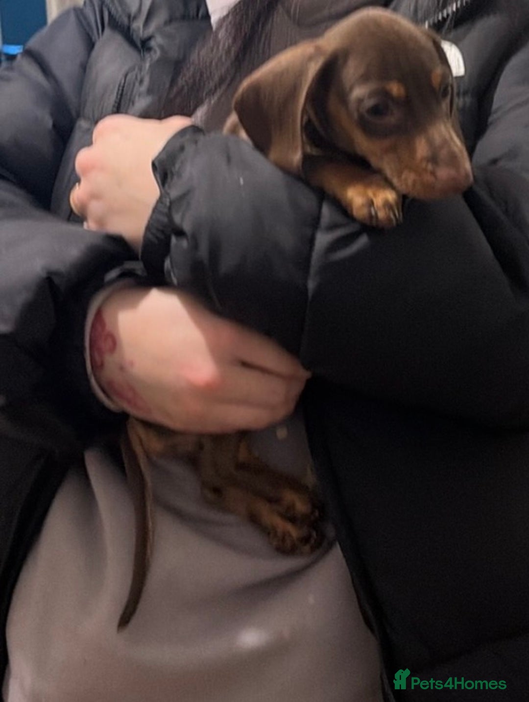 Miniature Dachshund dogs for sale: KC REGISTERED Miniature dachshund HEALTH TESTED   - Advert 2