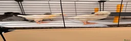 Chickens poultry for sale: 🐣 [Show-Quality & Healthy Chicks for Sale]  - Advert 7