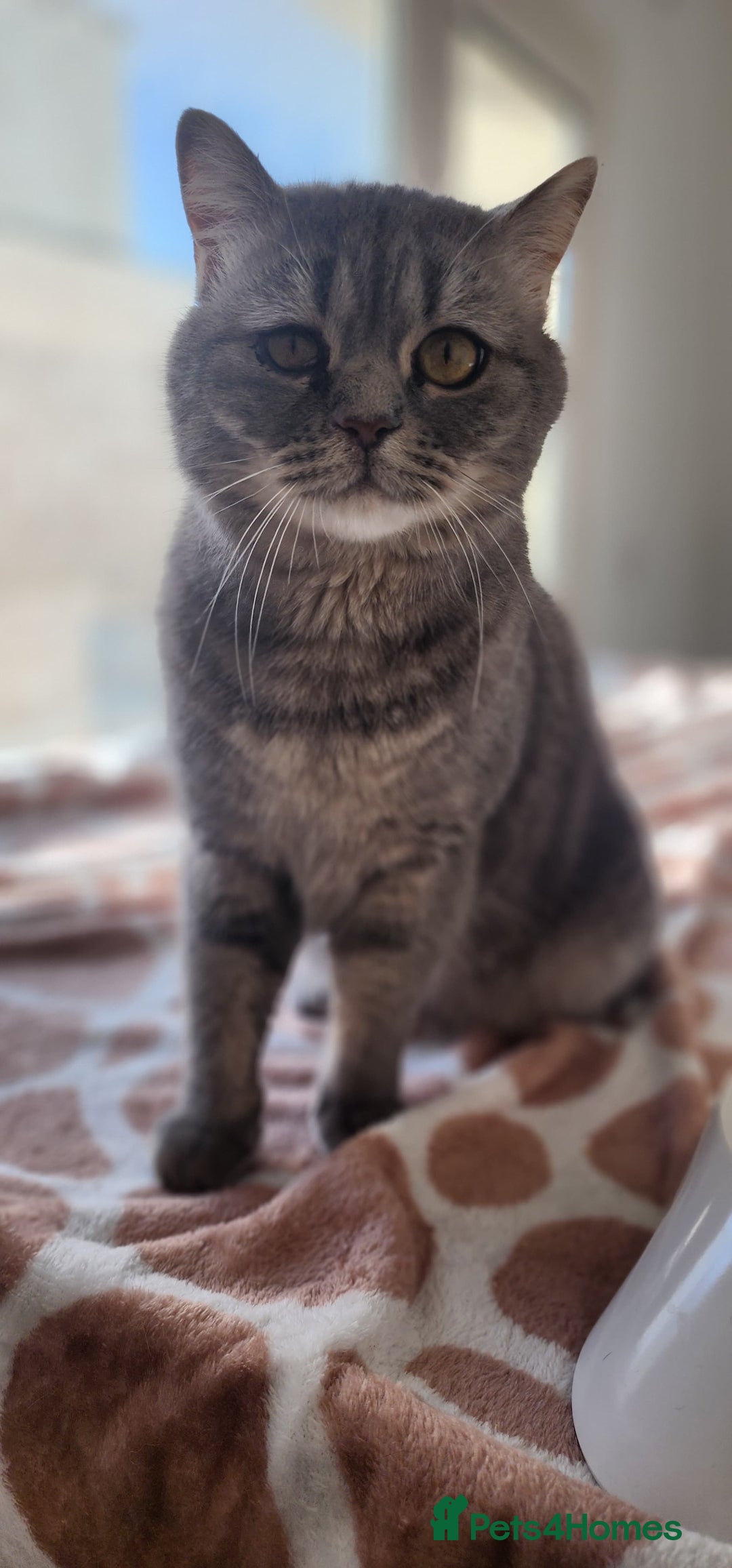 Mixed Breed cats for sale: Baby Amlah looking for his forever home! - Advert 2