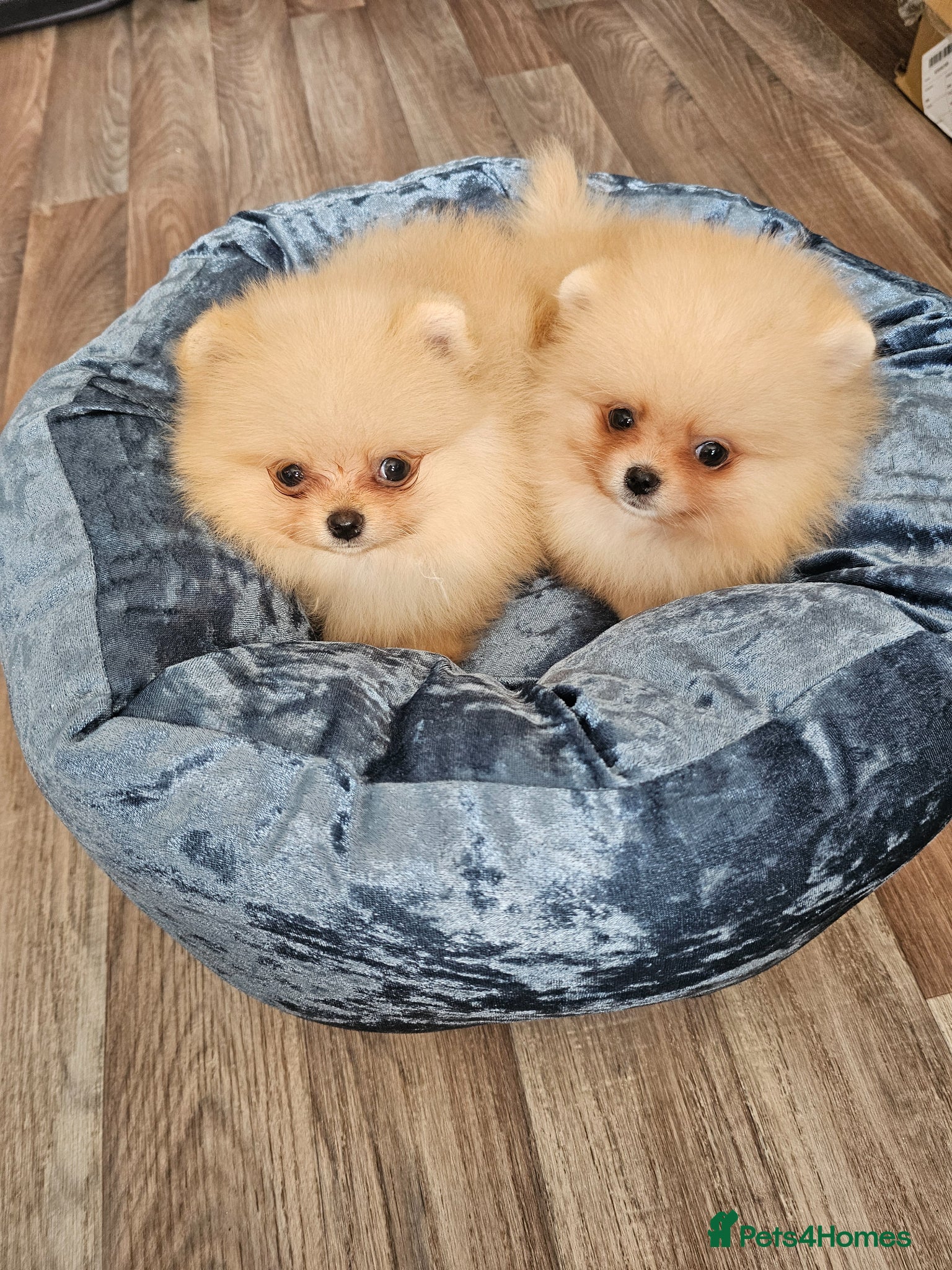 Pomeranian dogs Pom puppies - Advert 2