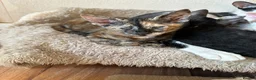 Mixed Breed cats for sale: Crossed Peterbald  - Advert 24