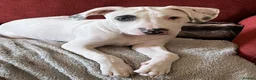 Staffordshire Bull Terrier dogs for sale: Gorgeous missy the second  - Advert 7