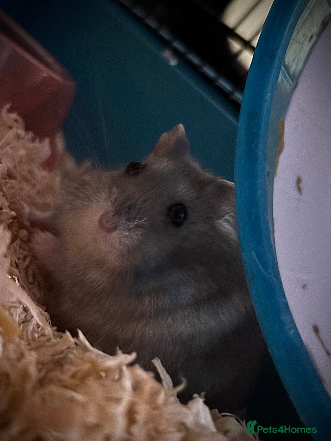 Hamster rodents for sale: Spook is looking for his forever home🏡 - Advert 2