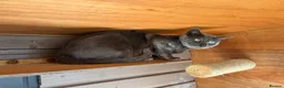 Bengal cats for sale: Retired Blue Bengal Boys - Advert 11