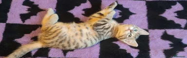 Mixed Breed Kitten 1