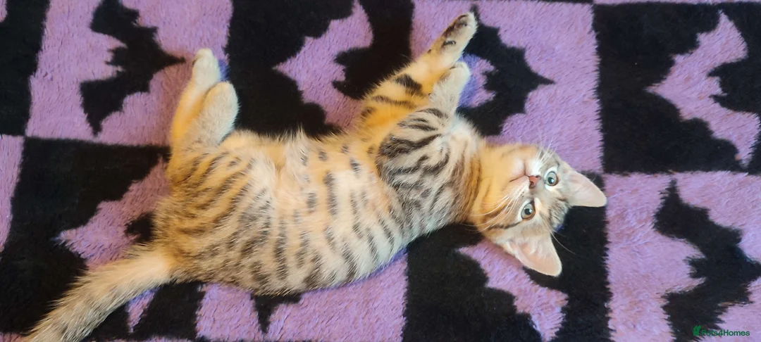 Mixed Breed cats for sale: 1 beautiful Male Tabby Kitten - Advert 2