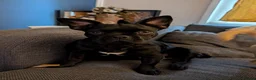 Frug dogs for sale: 18 Month Old Male Frug for Rehoming - Advert 5