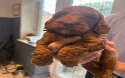 Cockapoo dogs for sale: Red, Chocolate and Merle Cockapoo Puppies - Image 3