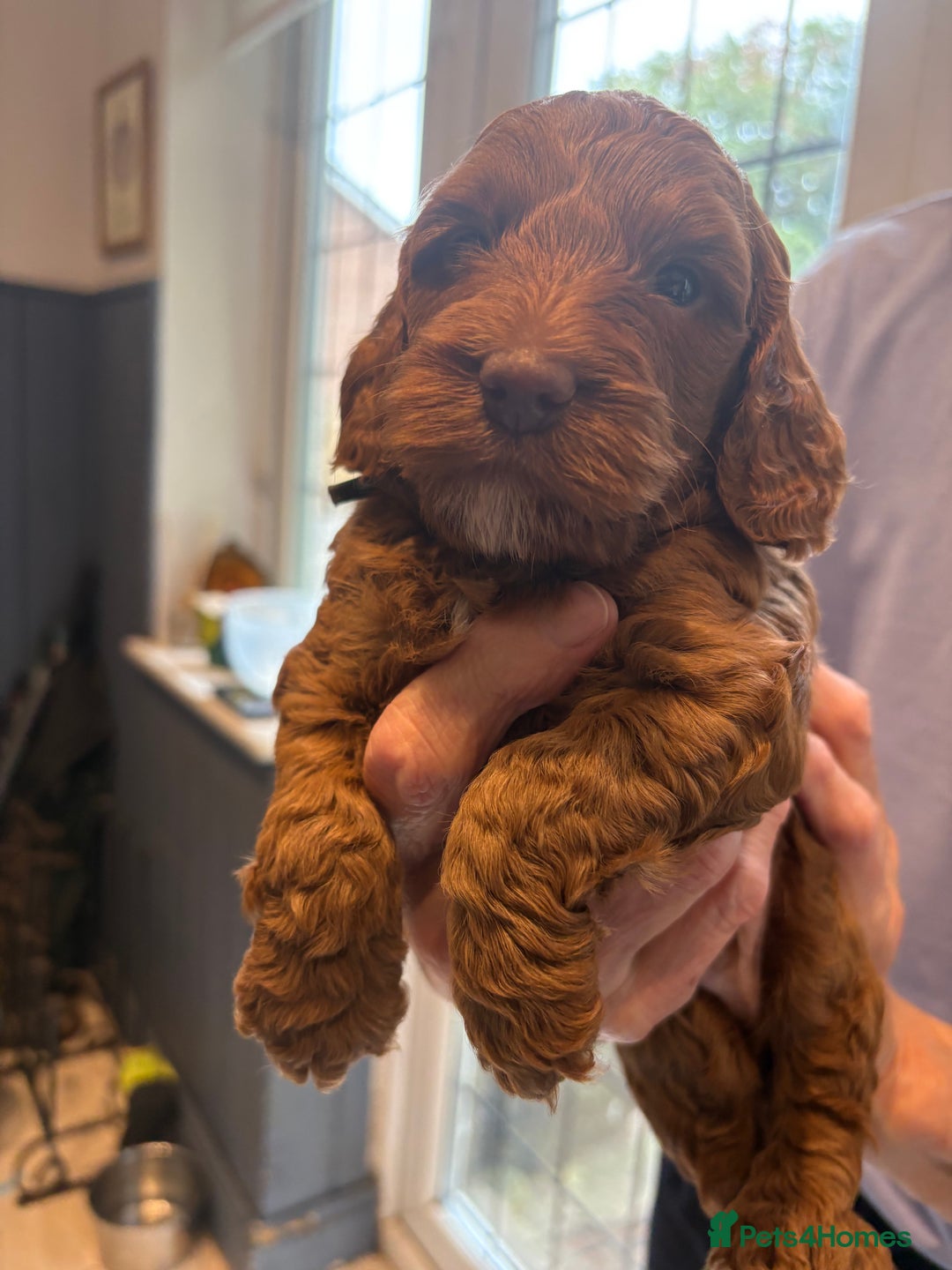Cockapoo dogs for sale: Red, Chocolate and Merle Cockapoo Puppies - Image 3