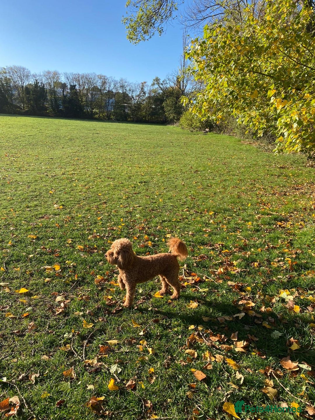 Labradoodle dogs for sale: Adorable Petite Labradoodle puppies incoming! - Advert 5