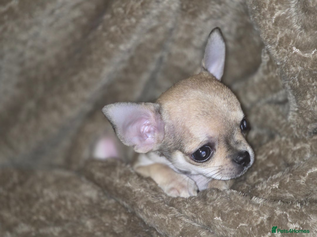 Chihuahua dogs for sale: 🌟 KC Registered 🌟 Smooth Sable Chiuahua 🐕 - Advert 16