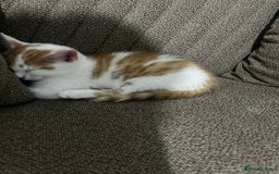 Mixed Breed cats for sale: orange and white kitten for sale  - Image 12