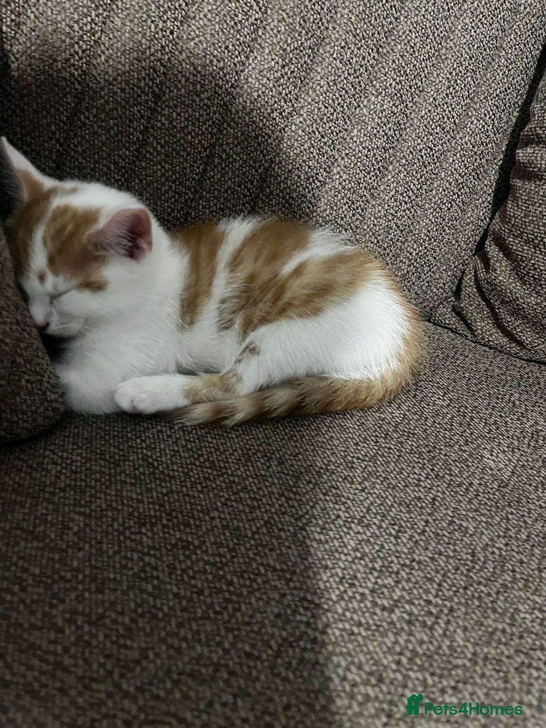Mixed Breed cats for sale: orange and white kitten for sale  - Image 12