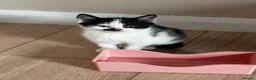 Mixed Breed cats for sale: 2 x beautiful male kittens - Advert 3