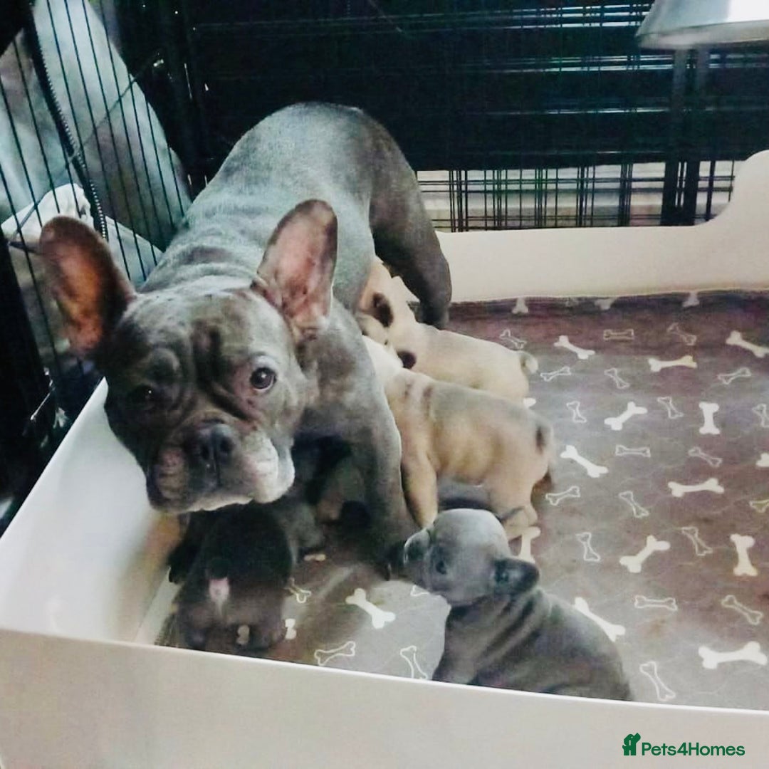 French Bulldog dogs for sale: French Bulldog Puppies for sale - Advert 7