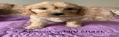 Cockapoo 3