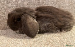 Mini Lop rabbits for sale: Healthy lovely bunny  - Advert 5