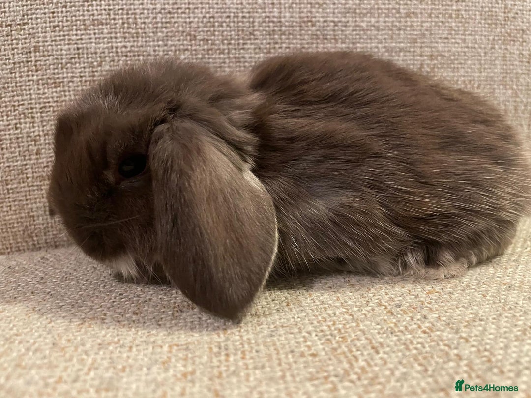Mini Lop rabbits for sale: Healthy lovely bunny  - Advert 5