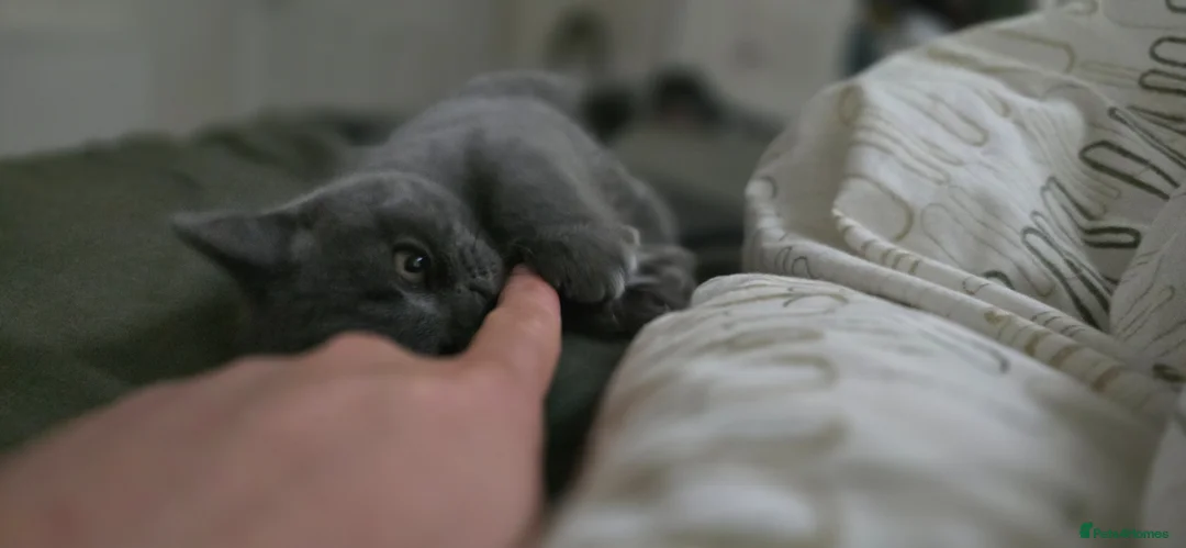 British Shorthair cats for sale: Special British Shorthair kitten  in Fareham - Advert 7
