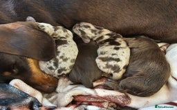 Miniature Dachshund dogs for sale: *CHAMPION LINES* Miniature Dachshund puppies - Image 20