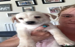 Mixed Breed dogs for sale: Pomsky Cross Lab Puppies  - Image 2