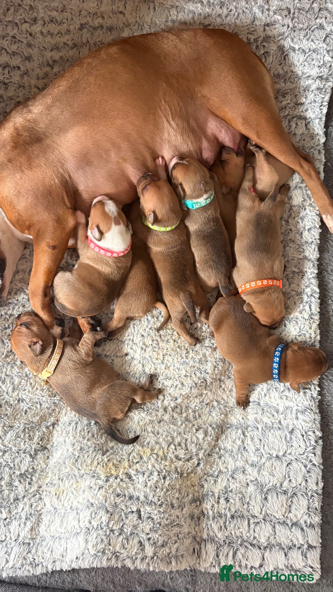 Staffordshire Bull Terrier dogs 🔥🔥STUNNING RED STAFF BULL TERRIER PUPPIES🔥🔥 - Advert 12