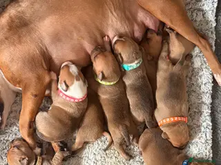 Staffordshire Bull Terrier dogs 🔥🔥STUNNING RED STAFF BULL TERRIER PUPPIES🔥🔥 - Advert 12