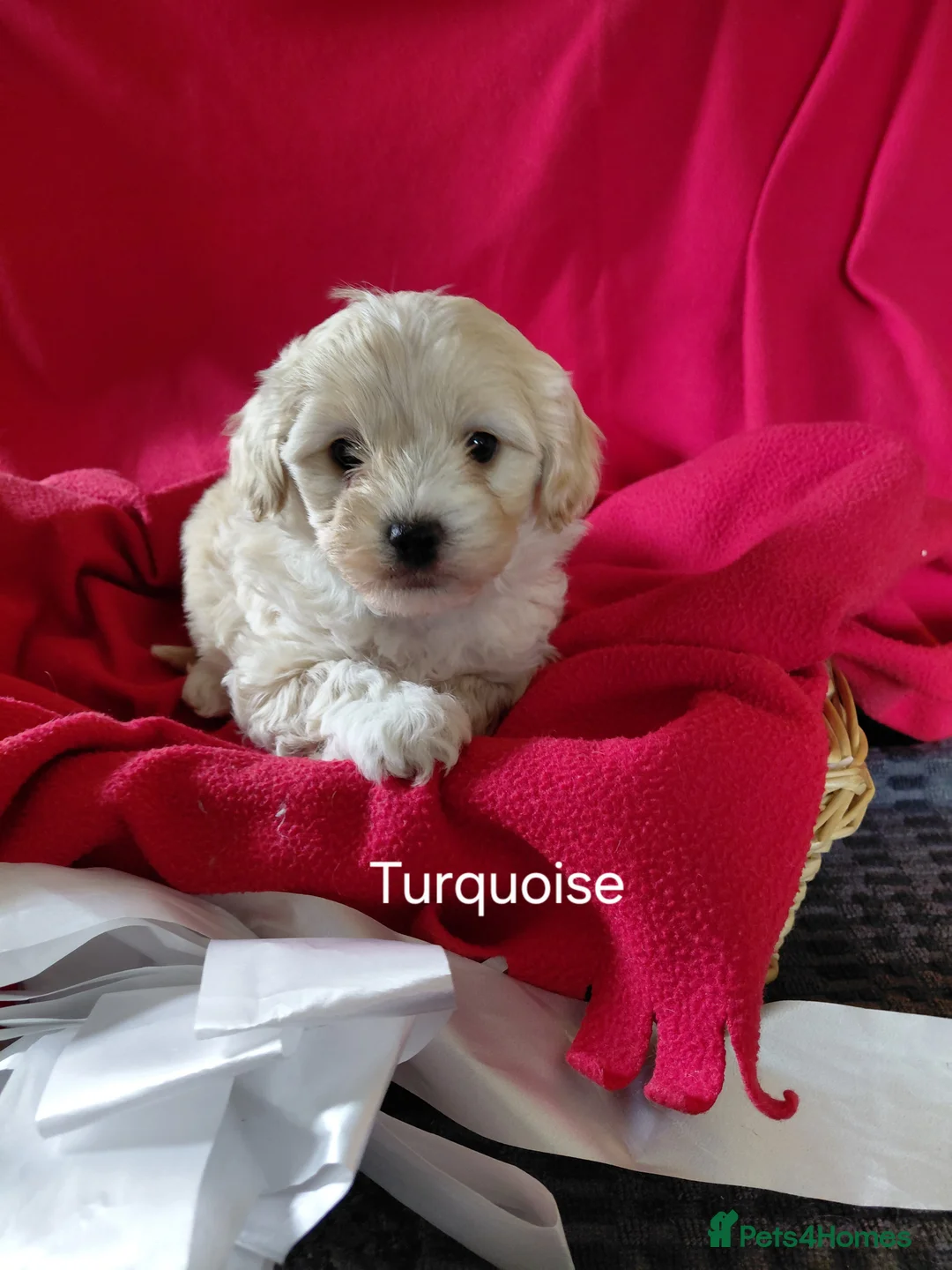 Maltipoo dogs for sale: Only 1 fully vaccinated Maltipoo pup left. - Advert 14