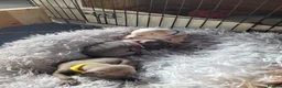 Italian Greyhound dogs for sale: Italian greyhound  in Telford - Advert 3