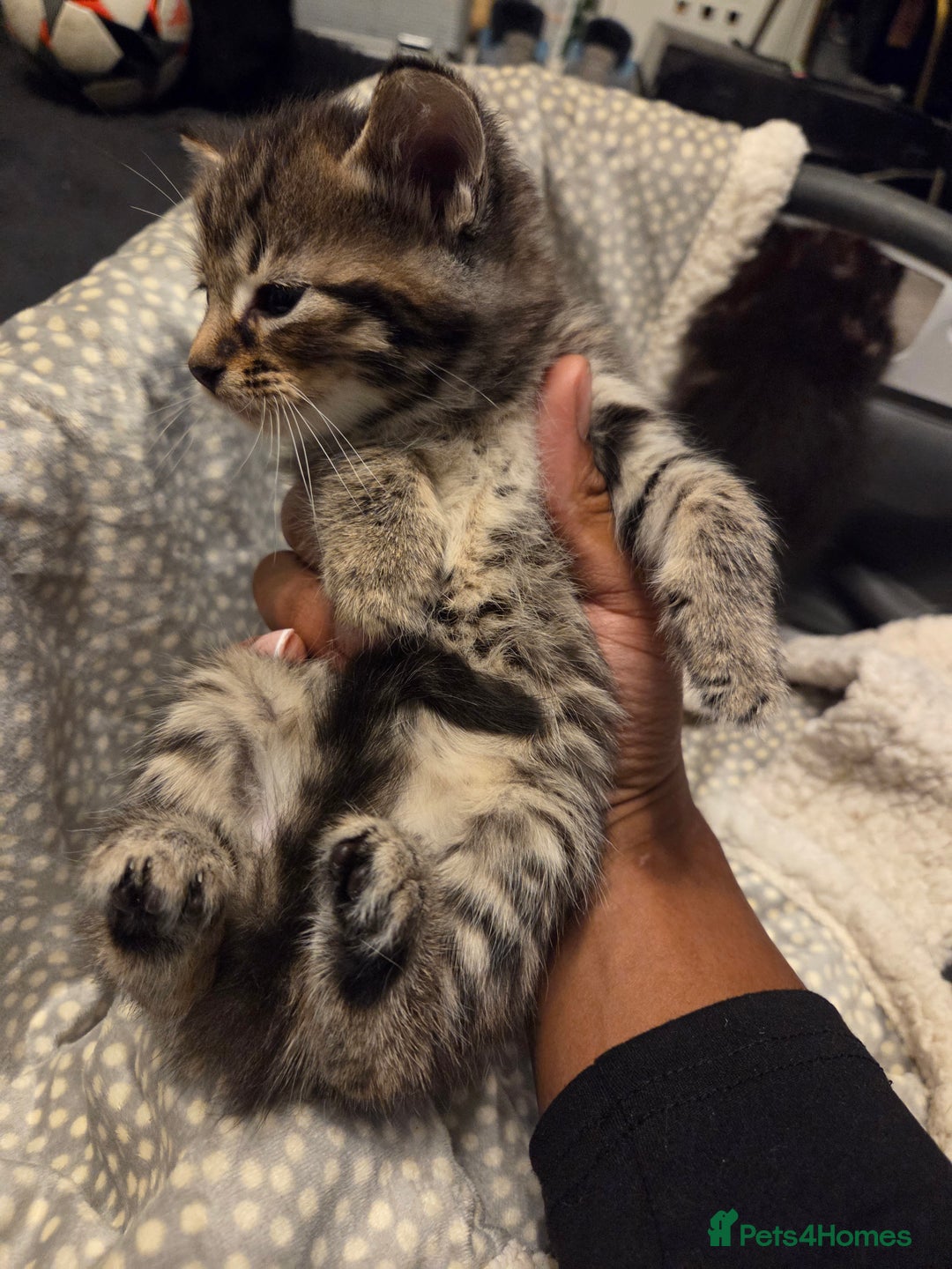 Mixed Breed cats for sale: 5 Adorable Kittens Ready for New Homes! - Image 26