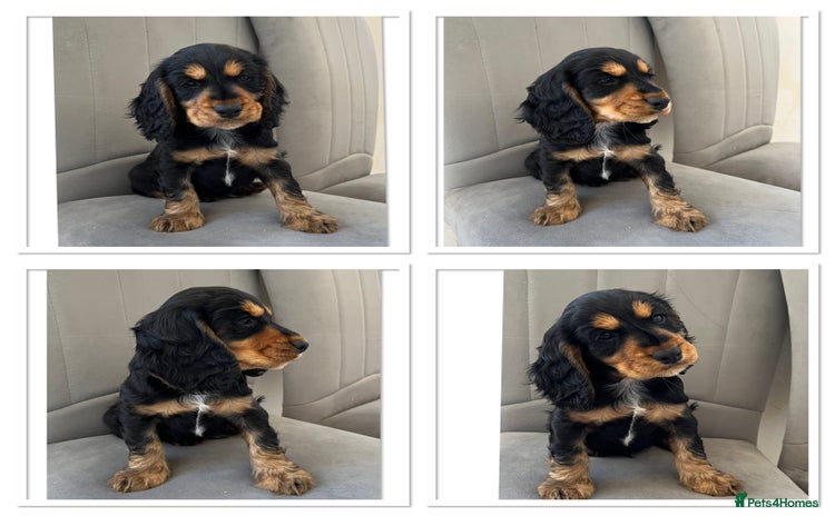 Cocker Spaniel dogs - Advert 1