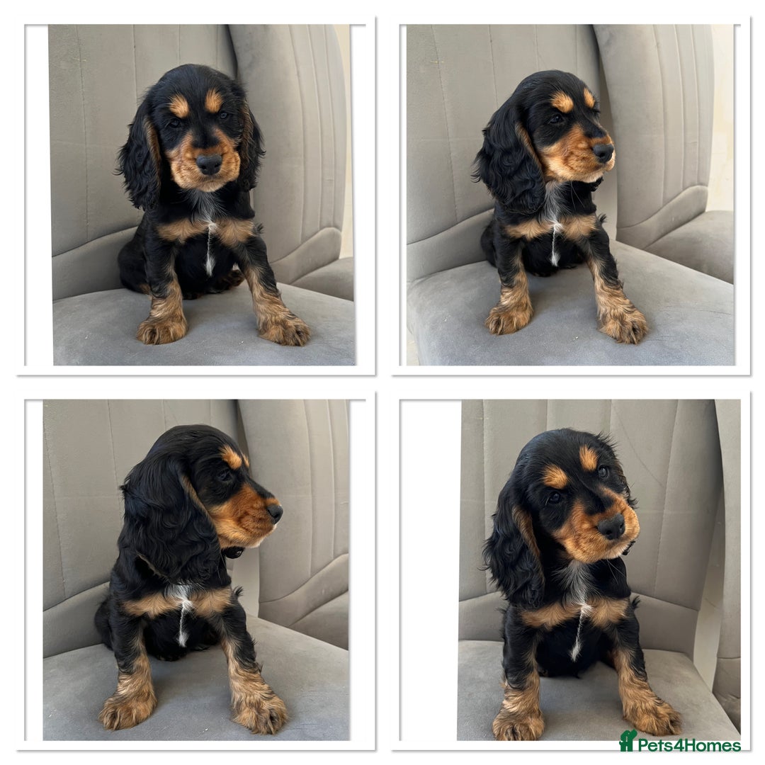 Cocker Spaniel dogs for sale: Beautiful Cocker Spaniel Puppies  - Image 6