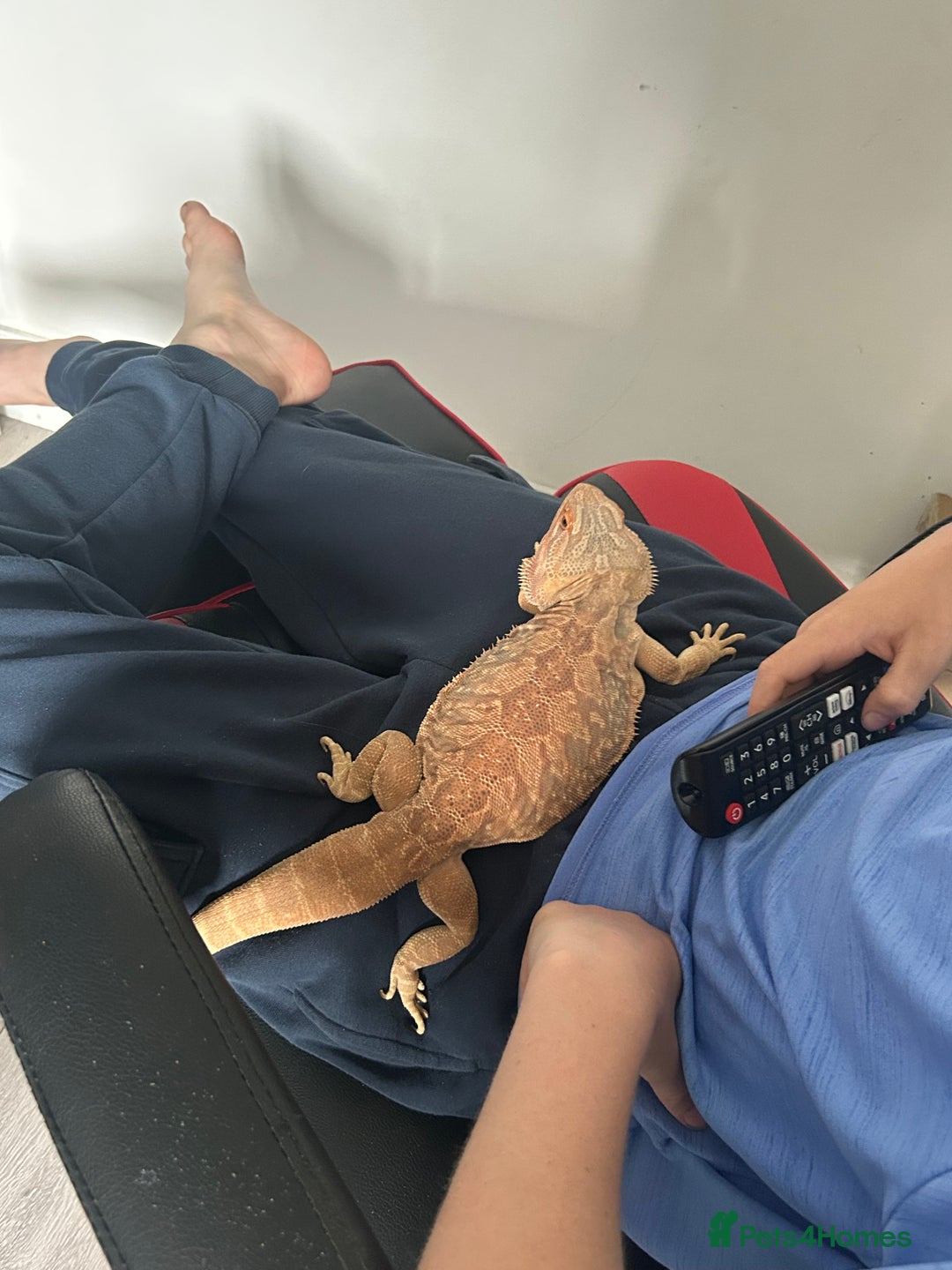 Bearded Dragon reptiles for sale: Orange hypo blue bar female dragon with set up - Image 7