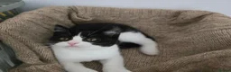 Mixed Breed cats for sale: Two adorable kittens are looking for a loving home in Kilmarnock - Advert 4