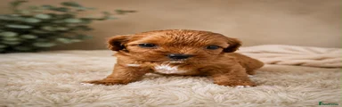 Cavapoo 2