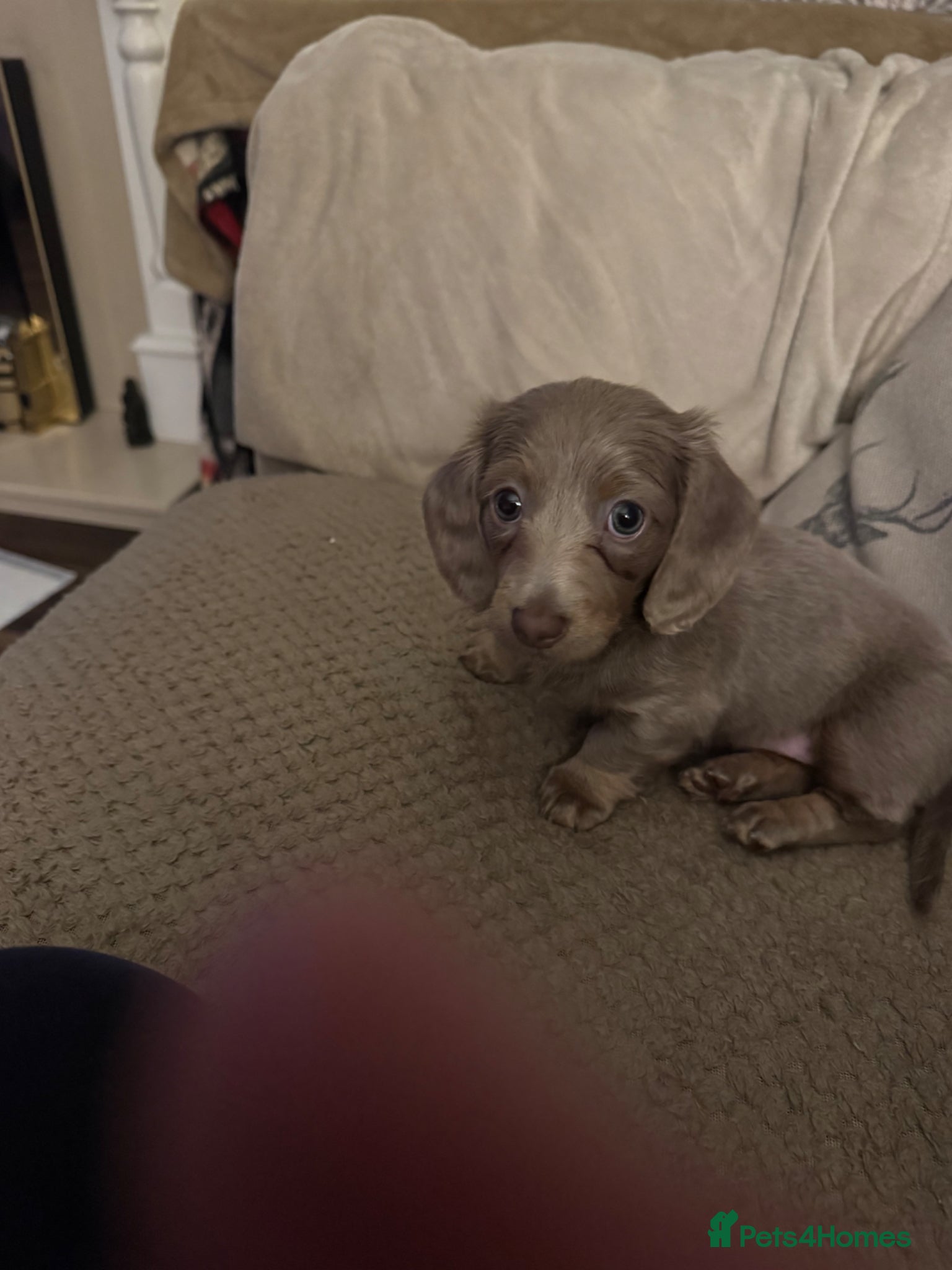 Dachshund dogs Isabella lilac long haired daschund little girl  - Advert 11