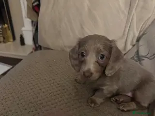 Dachshund dogs Isabella lilac long haired daschund little girl - Advert 11