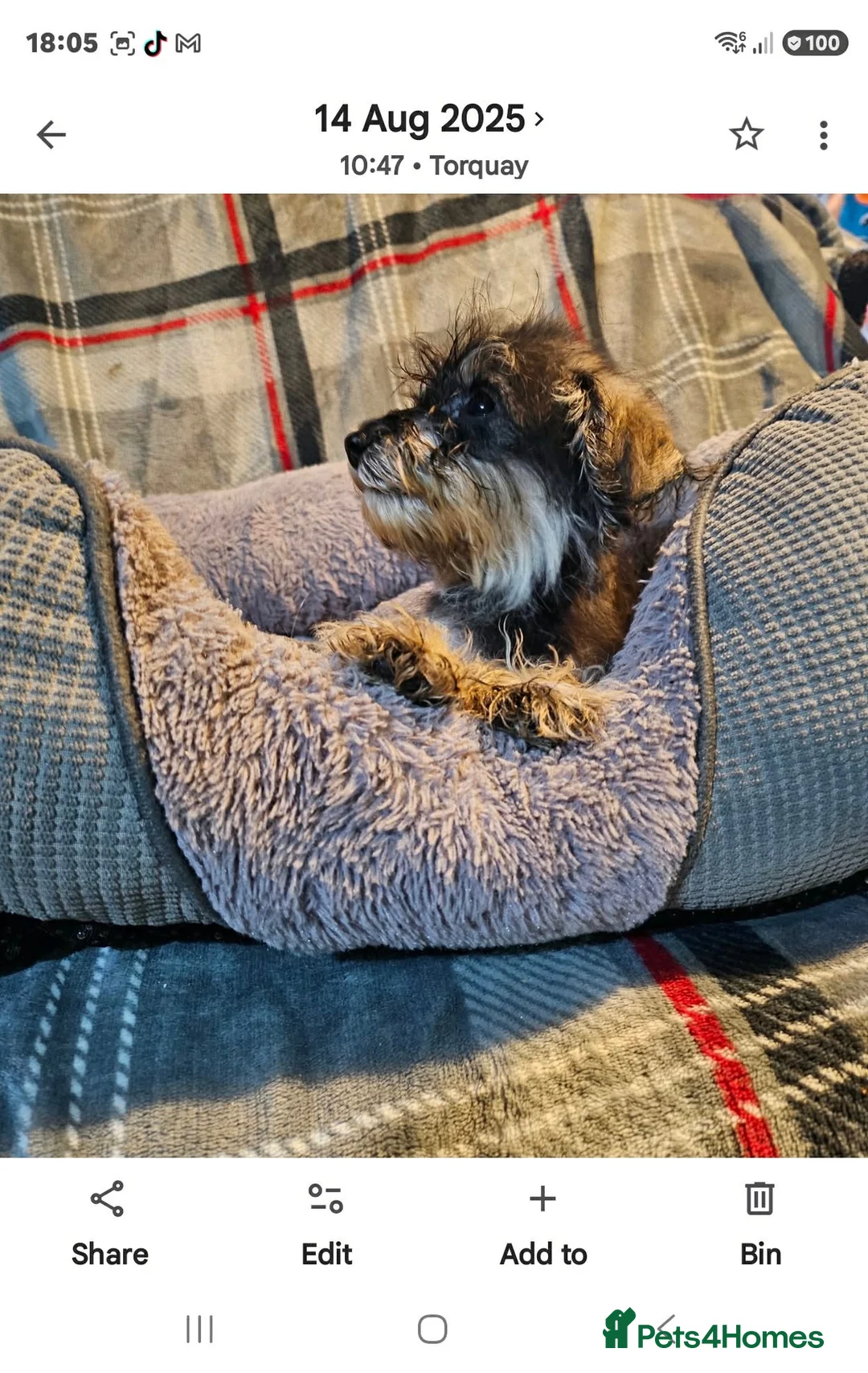 Schnauzer dogs for sale: Schnauzer’s puppies  in Torquay - Advert 7