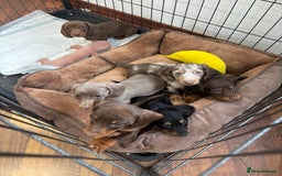 Miniature Dachshund dogs for sale: Minature Dachshund Puppies For Sale  - Image 1