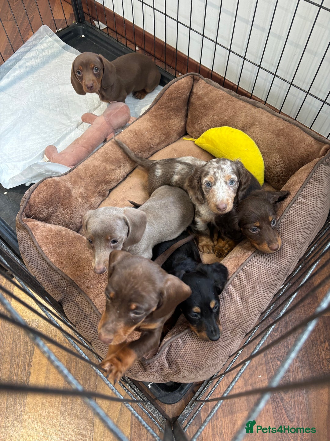 Miniature Dachshund dogs for sale: Minature Dachshund Puppies For Sale  - Image 1
