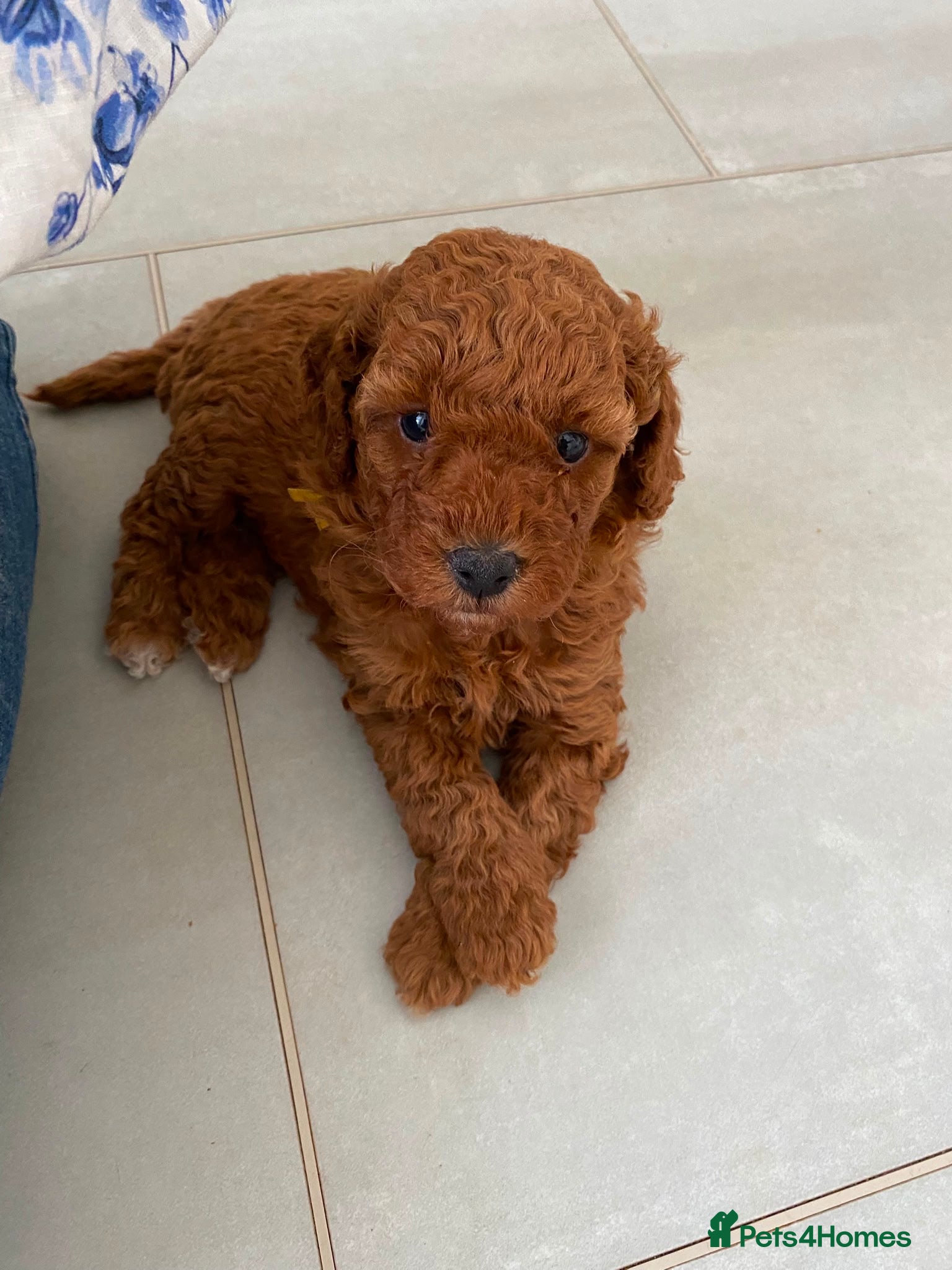 Miniature Poodle dogs Gorgeous Red Miniature Poodle pups KC Registered  - Advert 1
