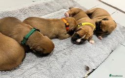 Boxer dogs for sale: Beautiful bob/tailed litter pure boxers  - Advert 12