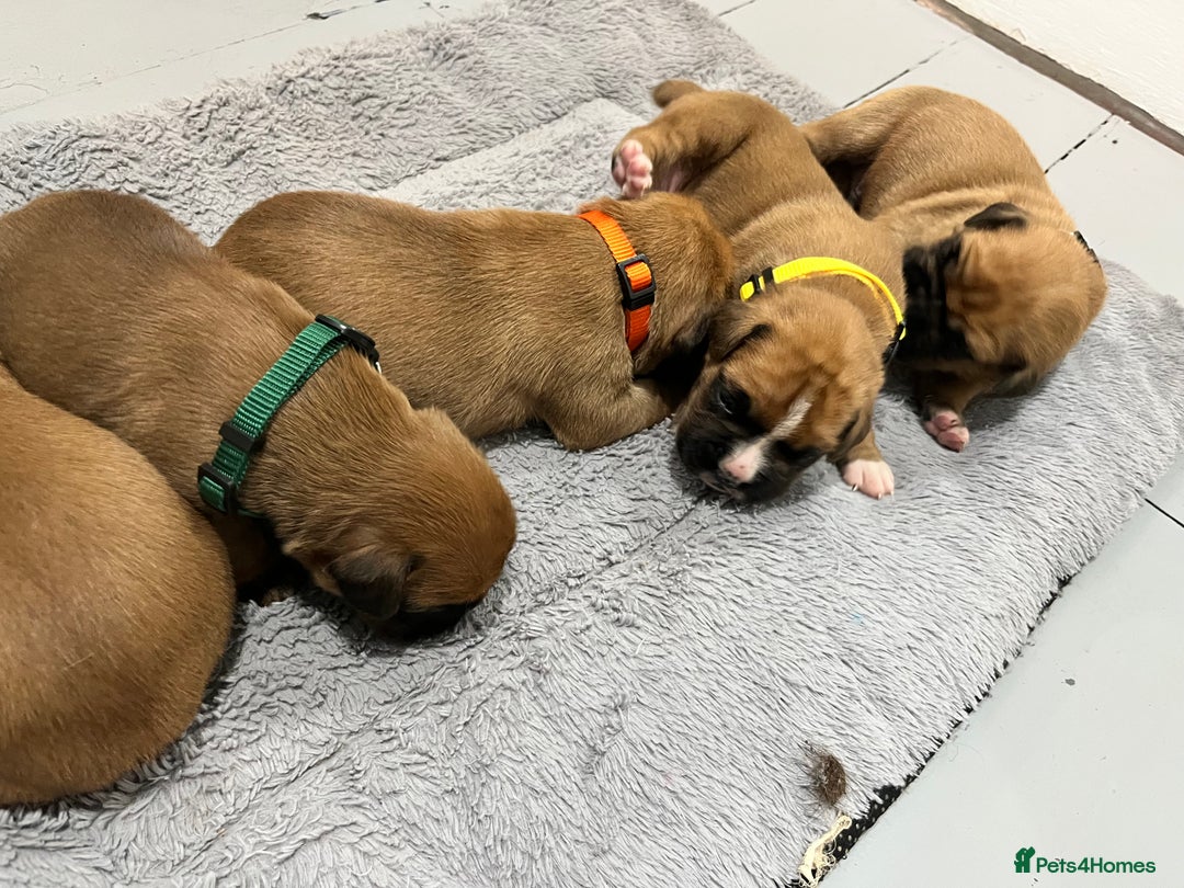 Boxer dogs for sale: Beautiful bob/tailed litter pure boxers  - Advert 12