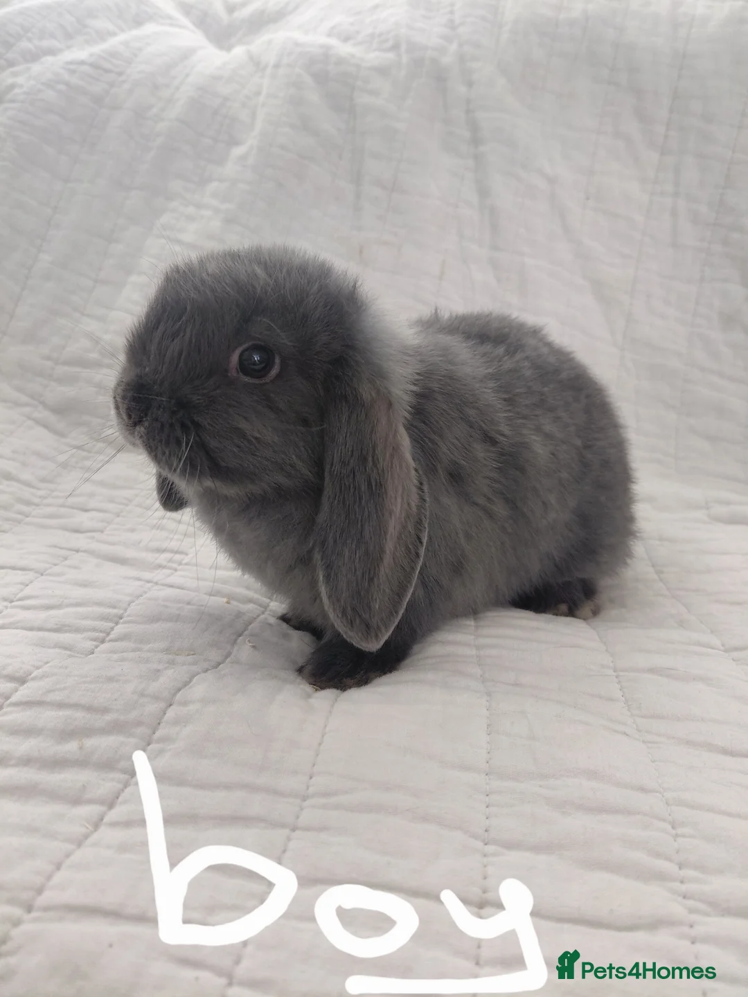 Mini Lop rabbits for sale: Baby mini lops - Advert 3