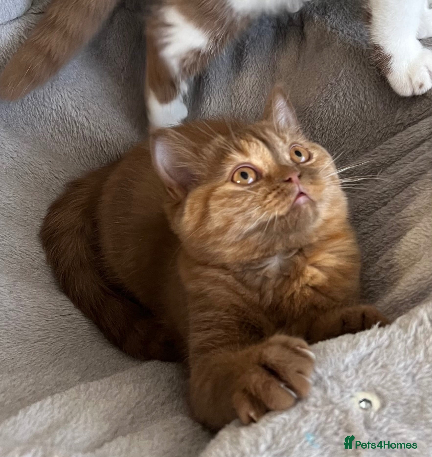 British Shorthair cats 🏆 GCCF Registered BSH Cinnamon Tortie Girl - Advert 2