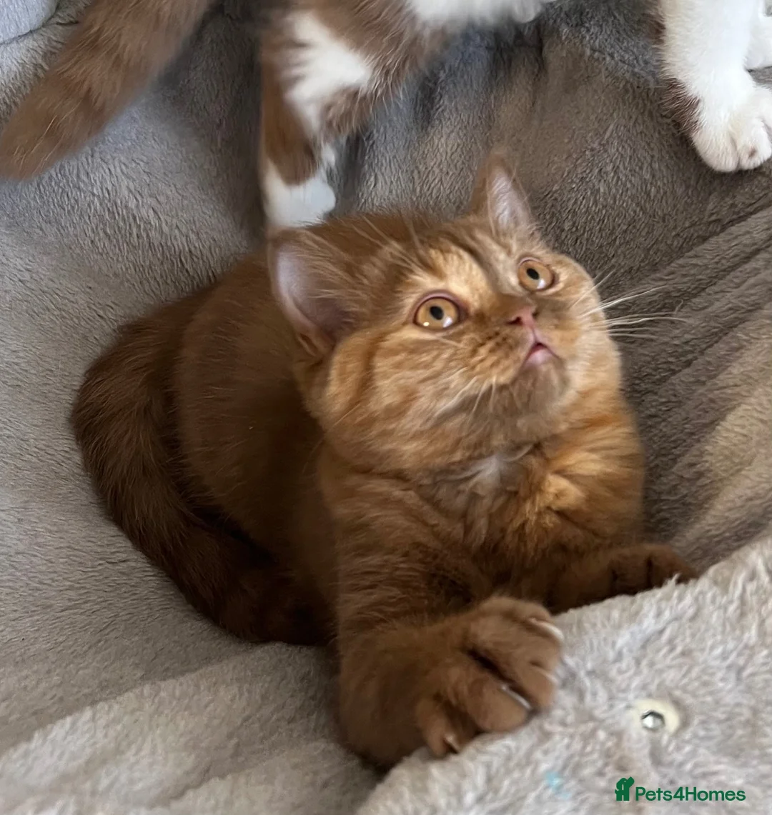 British Shorthair cats for sale: 🏆 GCCF Registered BSH Cinnamon Tortie Girl in Aldershot - Advert 2