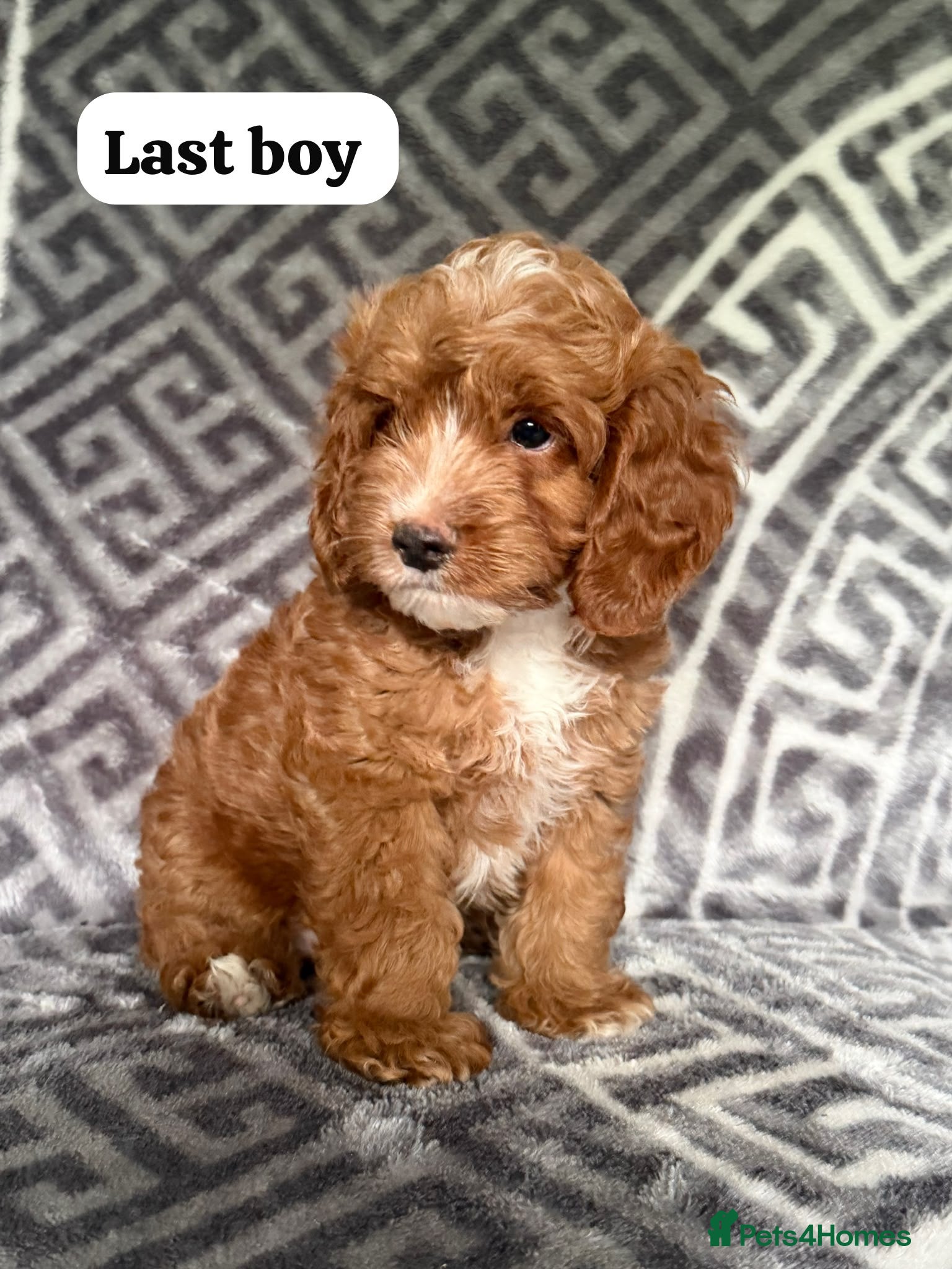 Cockapoo dogs F1 Toy Cockapoos READY NOW ONE BOY LEFT  - Advert 1