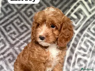 Cockapoo dogs F1 Toy Cockapoos READY NOW ONE BOY LEFT - Advert 1
